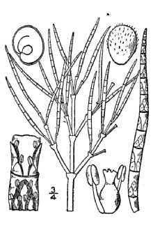 <i>Salicornia europaea</i> L. var. prostrata auct. non (Pall.) Fernald