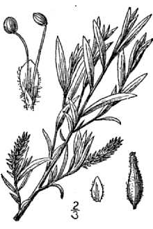 <i>Salix exigua</i> Nutt. var. hindsiana (Benth.) Dorn