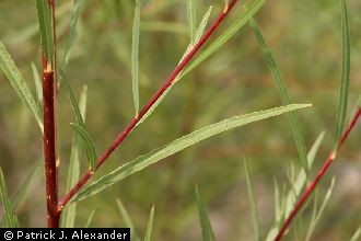 <i>Salix exigua</i> Nutt. var. angustissima (Andersson) Reveal & Broome