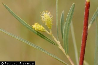 <i>Salix exigua</i> Nutt. var. angustissima (Andersson) Reveal & Broome