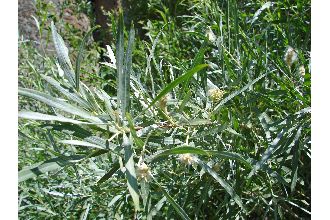 <i>Salix hindsiana</i> Benth. var. tenuifolia (Andersson) Andersson