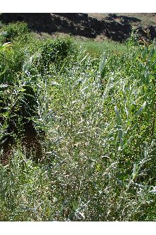 <i>Salix exigua</i> Nutt. var. parishiana (Rowlee) Jeps.