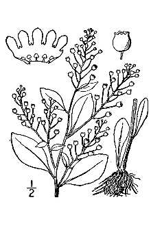 <i>Samolus floribundus</i> Kunth