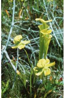 Yellow Pitcherplant