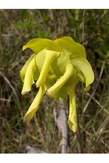 Yellow Pitcherplant