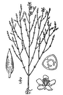 <i>Sarothra gentianoides</i> L.