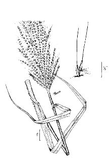 <i>Erianthus giganteus</i> (Walter) P. Beauv. var. compactus (Nash) Fernald