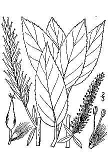 <i>Salix cordata</i> Muhl. var. myricoides (Muhl.) Carey