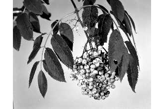 <i>Sambucus nigra</i> L. ssp. caerulea (Raf.) R. Bolli, orth. var.