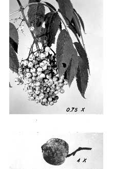 <i>Sambucus caerulea</i> Raf. var. neomexicana (Wooton) Rehder, orth. var.