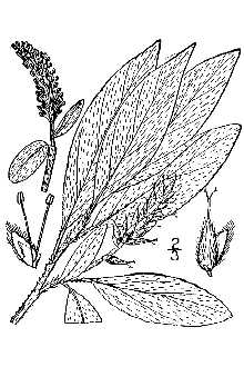 Grayleaf Willow
