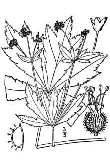 <i>Sanicula gregaria</i> E.P. Bicknell