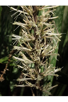 <i>Cordyline guineensis</i> (L.) Britton