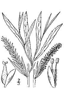 <i>Salix exigua</i> Nutt. var. sericans (Nees) Dorn