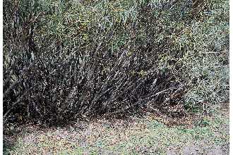 <i>Salix longifolia</i> Muhl. var. wheeleri (Rowlee) C.K. Schneid.