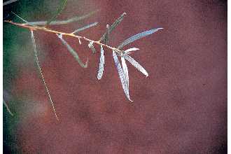 <i>Salix exigua</i> Nutt. var. pedicellata (Andersson) Cronquist