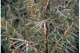 <i>Salix exigua</i> Nutt. var. sericans (Nees) Dorn