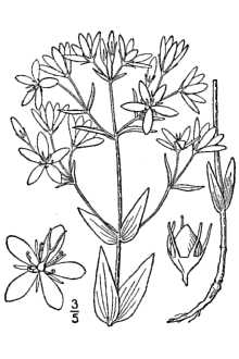 <i>Sabatia lanceolata</i> (Walter) Torr. & A. Gray