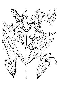 <i>Salvia lancifolia</i> Poir.