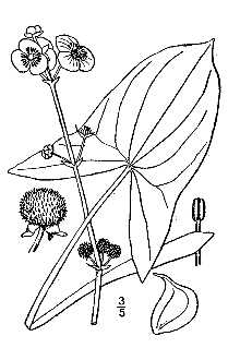 <i>Sagittaria chinensis</i> Pursh