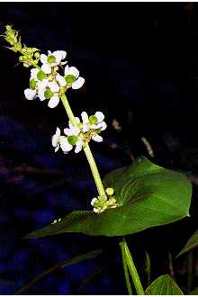 <i>Sagittaria chinensis</i> Pursh