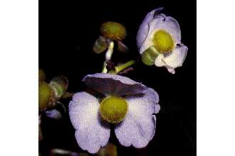 <i>Sagittaria latifolia</i> Willd. var. obtusa (Muhl. ex Willd.) Wiegand