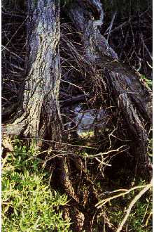 <i>Salix arguta</i> Andersson var. lasiandra (Benth.) Andersson