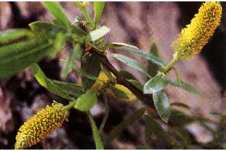 <i>Salix arguta</i> Andersson var. lasiandra (Benth.) Andersson