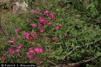 <i>Salvia microphylla</i> Benth. var. wislizeni A. Gray