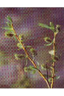 <i>Salix austinae</i> Bebb