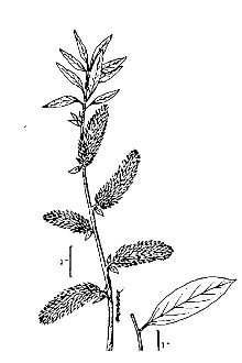 <i>Salix lemmonii</i> Bebb var. sphaerostachya Bebb