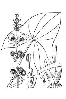 <i>Sagittaria engelmanniana</i> J.G. Sm. ssp. longirostra (Micheli) Bogin