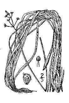 <i>Sagittaria subulata</i> (L.) Buchenau var. subulata