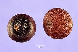 <i>Corypha minor</i> Jacq.