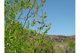 <i>Salix lutea</i> Nutt. var. famelica C.R. Ball