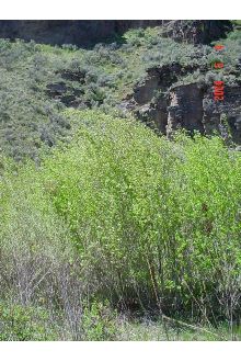 <i>Salix cordata</i> Michx. var. denveriana L. Kelso