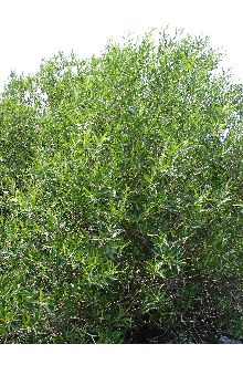 <i>Salix lasiandra</i> Benth. var. recomponens Raup