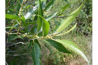 <i>Salix lasiandra</i> Benth. var. recomponens Raup