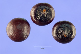 <i>Corypha minor</i> Jacq.