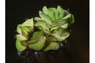 Kariba-weed