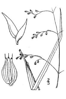 <i>Hierochloe fragrans</i> (Willd.) Roem. & Schult.