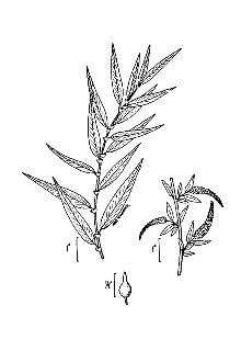 <i>Salix nigra</i> Marshall var. falcata (Pursh) Torr.