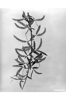 <i>Salix nigra</i> Marshall var. falcata (Pursh) Torr.
