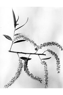 <i>Salix nigra</i> Marshall var. altissima Sarg.
