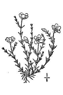 Knotted Pearlwort