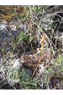 <i>Saxifraga occidentalis</i> S. Watson var. allenii (Small) C.L. Hitchc.