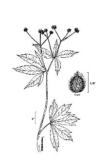 <i>Sanicula gregaria</i> E.P. Bicknell