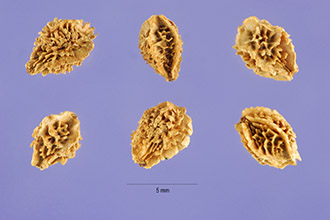 <i>Sanguisorba officinalis</i> L. var. polygama (F. Nyl.) Mela & A. Caj.