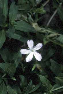 <i>Saponaria officinalis</i> L. var. glaberrima Ser.