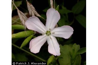 <i>Saponaria officinalis</i> L. var. glaberrima Ser.